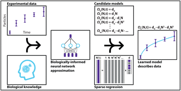 Graphical abstract: Equation learning to identify nano-engineered particle–cell interactions: an interpretable machine learning approach