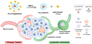 Graphical abstract: A core-satellite micellar system against primary tumors and their lymphatic metastasis through modulation of fatty acid metabolism blockade and tumor-associated macrophages