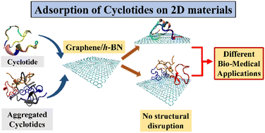 Graphical abstract: Two dimensional materials are non-nanotoxic and biocompatible towards cyclotides: evidence from classical molecular dynamics simulations