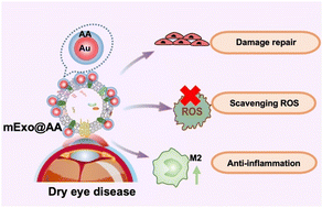 Graphical abstract: A synergistic therapeutic nano-eyedrop for dry eye disease based on ascorbic acid-coupled exosomes