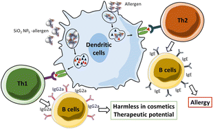 Graphical abstract: Mechanistic insights into silica nanoparticle–allergen interactions on antigen presenting cell function in the context of allergic reactions