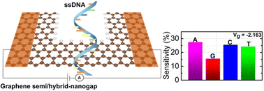 Graphical abstract: Towards a graphene semi/hybrid-nanogap: a new architecture for ultrafast DNA sequencing