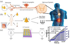 Graphical abstract: Threshold switching in nickel-doped zinc oxide based memristor for artificial sensory applications