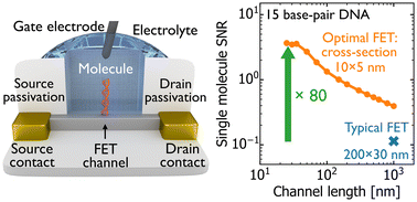 Graphical abstract: Unraveling the impact of nano-scaling on silicon field-effect transistors for the detection of single-molecules