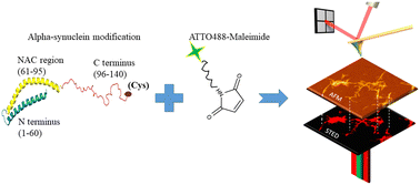 Graphical abstract: Fluorescence labeling methods influence the aggregation process of α-syn in vitro differently