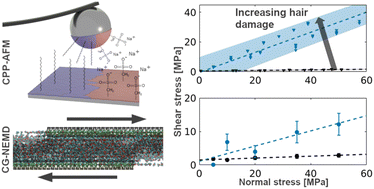 Graphical abstract: Nanoscale friction of biomimetic hair surfaces