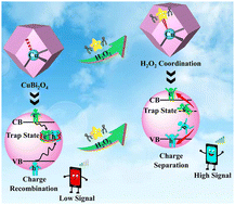 Graphical abstract: Trap remediation of CuBi2O4 nanopolyhedra via surface self-coordination by H2O2: an innovative signaling mode for cathodic photoelectrochemical bioassay