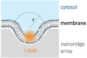 Graphical abstract: Negatively curved cellular membranes promote BAIAP2 signaling hub assembly