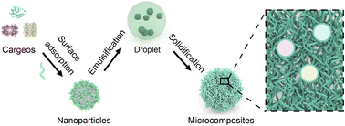 Graphical abstract: Nanoparticle surface decoration mediated efficient protein and peptide co-encapsulation with precise ratiometric control for self-regulated drug release