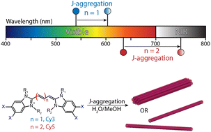 Graphical abstract: Exploring the design of superradiant J-aggregates from amphiphilic monomer units