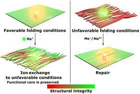 Graphical abstract: Ion-mediated control of structural integrity and reconfigurability of DNA nanostructures