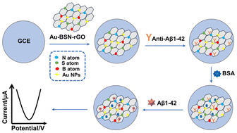 Graphical abstract: A label-free electrochemical immunosensor based on Au-BSN-rGO for highly-sensitive detection of β-amyloid 1–42
