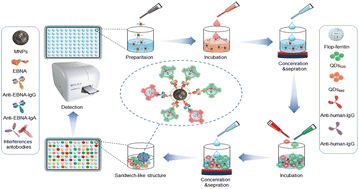 Graphical abstract: Diagnosis of nasopharyngeal carcinoma using an ultrasensitive immunoassay method based on nanoparticles