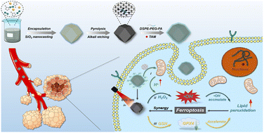 Graphical abstract: Precisely designed Fex (x = 1–2) cluster nanocatalysts for effective nanocatalytic tumor therapy