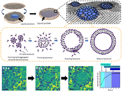 Graphical abstract: Unveiling growth and dynamics of liposomes by graphene liquid cell-transmission electron microscopy