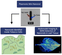 Graphical abstract: Plasmonic nanorod probes’ journey inside plant cells for in vivo SERS sensing and multimodal imaging