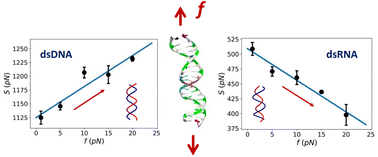 Graphical abstract: Force-dependent elasticity of nucleic acids