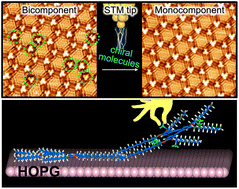 Graphical abstract: Spontaneous and scanning-assisted desorption–adsorption dynamics in porous supramolecular networks at the solution–solid interface