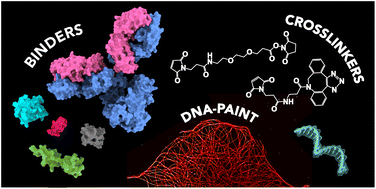 Graphical abstract: Labeling approaches for DNA-PAINT super-resolution imaging