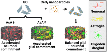 Graphical abstract: Self-assembled three-dimensional hydrogels based on graphene derivatives and cerium oxide nanoparticles: scaffolds for co-culture of oligodendrocytes and neurons derived from neural stem cells