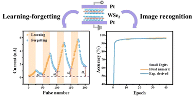 Graphical abstract: Controllable digital and analog resistive switching behavior of 2D layered WSe2 nanosheets for neuromorphic computing