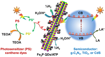 Graphical abstract: In situ self-exsolved ultrasmall Fe2P quantum dots from attapulgite nanofibers as superior cocatalysts for solar hydrogen evolution
