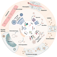 Graphical abstract: Transformable nanodrugs for overcoming the biological barriers in the tumor environment during drug delivery