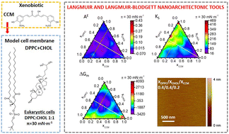Graphical abstract: Langmuir and Langmuir–Blodgett technologies as nanoarchitectonic tools for the incorporation of curcumin in membrane systems