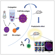 Graphical abstract: Production of a promising modular proteinaceous self-assembled delivery system for vaccination