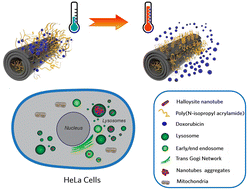 Graphical abstract: Temperature-responsive and biocompatible nanocarriers based on clay nanotubes for controlled anti-cancer drug release