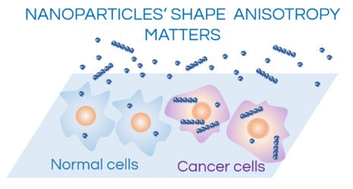 Graphical abstract: The shape anisotropy of magnetic nanoparticles: an approach to cell-type selective and enhanced internalization