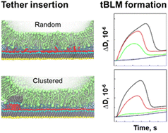 Graphical abstract: Bilayer lipid membrane formation on surface assemblies with sparsely distributed tethers