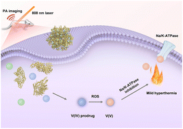 Graphical abstract: Stimuli-responsive ultra-small vanadate prodrug nanoparticles with NIR photothermal properties to precisely inhibit Na/K-ATPase for enhanced cancer therapy