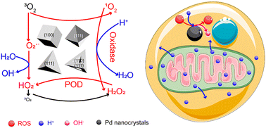 Graphical abstract: The role of crystallinity of palladium nanocrystals in ROS generation and cytotoxicity induction