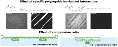Graphical abstract: Control of the structure and morphology of polypeptide/surfactant spread films by exploiting specific interactions