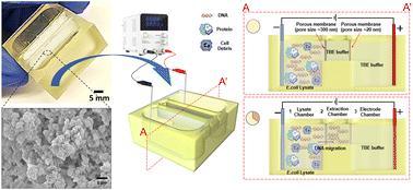 Graphical abstract: 3D printed integrated nanoporous membranes for electroextraction of DNA