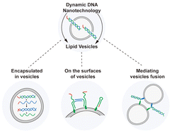 Graphical abstract: Sensing and manipulating single lipid vesicles using dynamic DNA nanotechnology