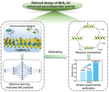 Graphical abstract: Rational design of MoS2-supported Cu single-atom catalysts by machine learning potential for enhanced peroxidase-like activity