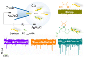 Graphical abstract: Phenylboronic acid-modified polyethyleneimine assisted neutral polysaccharide detection and weight-resolution analysis with a nanopipette