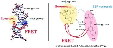 Graphical abstract: FRET-based dual-labeled oligonucleotide probes detect target DNA by probing a minor groove environment