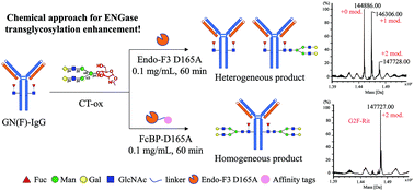 Graphical abstract: Enhanced transglycosylation activity of an Endo-F3 mutant by ligand-directed localization