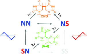 Graphical abstract: SN- and NS-puckered sugar conformers are precursors of the (6–4) photoproduct in thymine dinucleotide