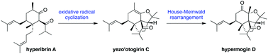 Graphical abstract: Biomimetic synthesis of the non-canonical PPAP natural products yezo'otogirin C and hypermogin D, and studies towards the synthesis of norascyronone A