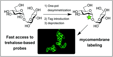 Graphical abstract: Synthesis of chemical tools to label the mycomembrane of corynebacteria using modified iron(iii) chloride-mediated protection of trehalose