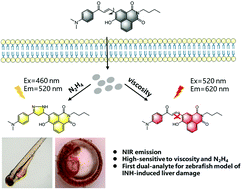 Graphical abstract: A dual-response fluorescent probe for N2H4 and viscosity in living cells and zebrafish to evaluate liver injury