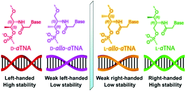 Graphical abstract: Methyl group configuration on acyclic threoninol nucleic acids (aTNAs) impacts supramolecular properties