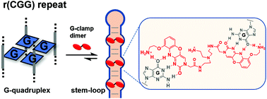 Graphical abstract: Development of a selective ligand for G–G mismatches of CGG repeat RNA inducing the RNA structural conversion from the G-quadruplex into a hairpin-like structure