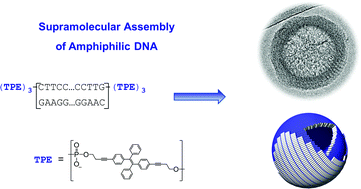 Graphical abstract: Tetraphenylethylene–DNA conjugates: influence of sticky ends and DNA sequence length on the supramolecular assembly of AIE-active vesicles