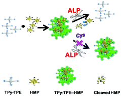 Graphical abstract: A cationic AIEgen and hexametaphosphate based simple and convenient fluorometric assay for alkaline phosphatase and its inhibitor