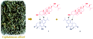 Graphical abstract: Cephaloliverols A and B, two sterol-hybrid meroterpenoids from Cephalotaxus oliveri